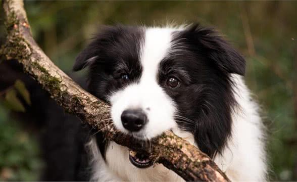 边境牧羊犬修剪毛发的具体步骤是什么?我教你