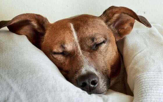 狗狗的睡眠习惯是怎样的?如何让它们睡得更好?
