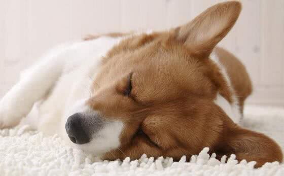 狗狗的睡眠习惯是怎样的?如何让它们睡得更好?