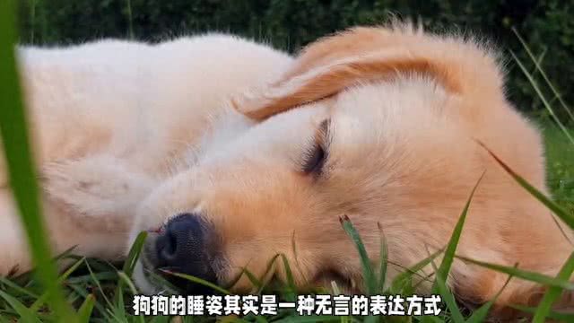 狗狗睡姿大揭秘:你家汪星人如何表达爱意