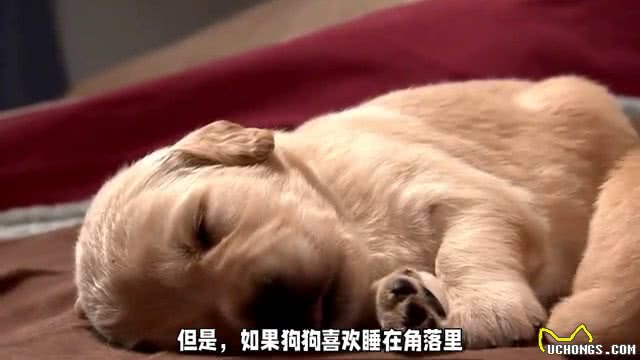 狗狗睡姿大揭秘:你家汪星人如何表达爱意