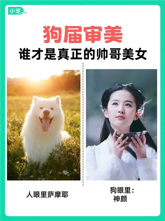 学到了!狗狗也有自己的选美标准?看看你家毛孩子是什么类型?