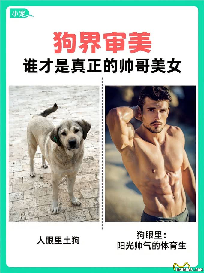 学到了!狗狗也有自己的选美标准?看看你家毛孩子是什么类型?
