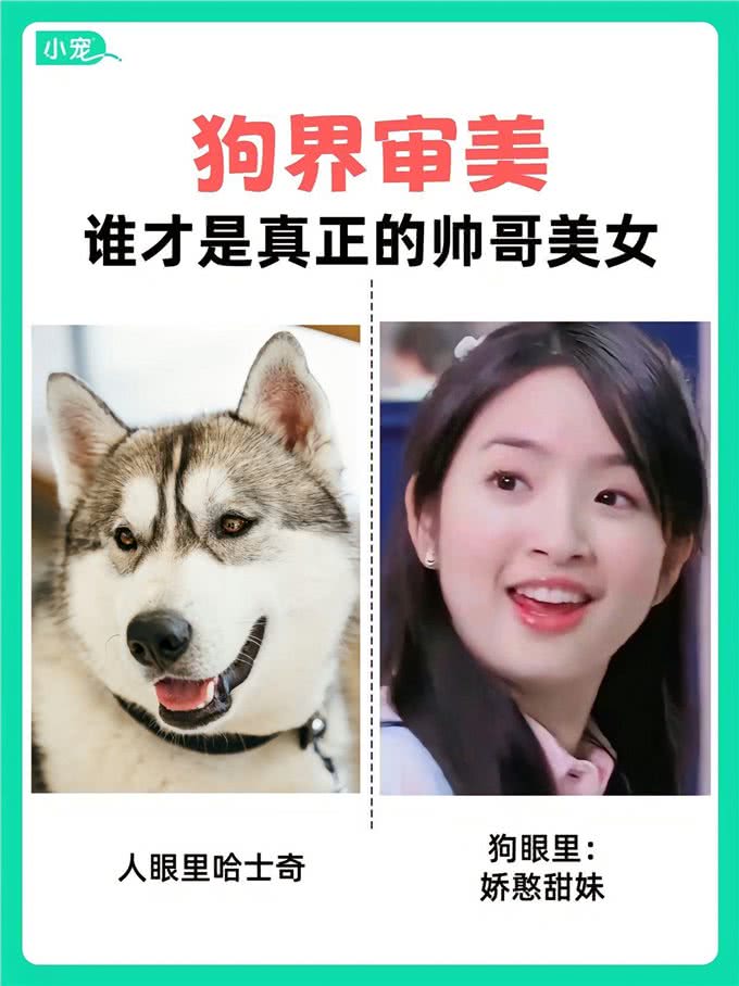 学到了!狗狗也有自己的选美标准?看看你家毛孩子是什么类型?