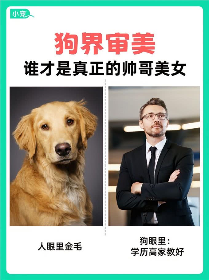 学到了!狗狗也有自己的选美标准?看看你家毛孩子是什么类型?
