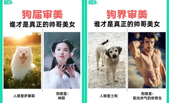 学到了!狗狗也有自己的选美标准?看看你家毛孩子是什么类型?