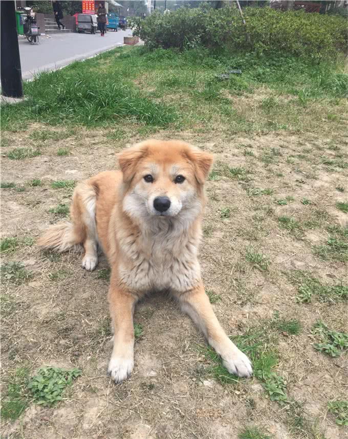 狗狗打嗝背后的真相!
