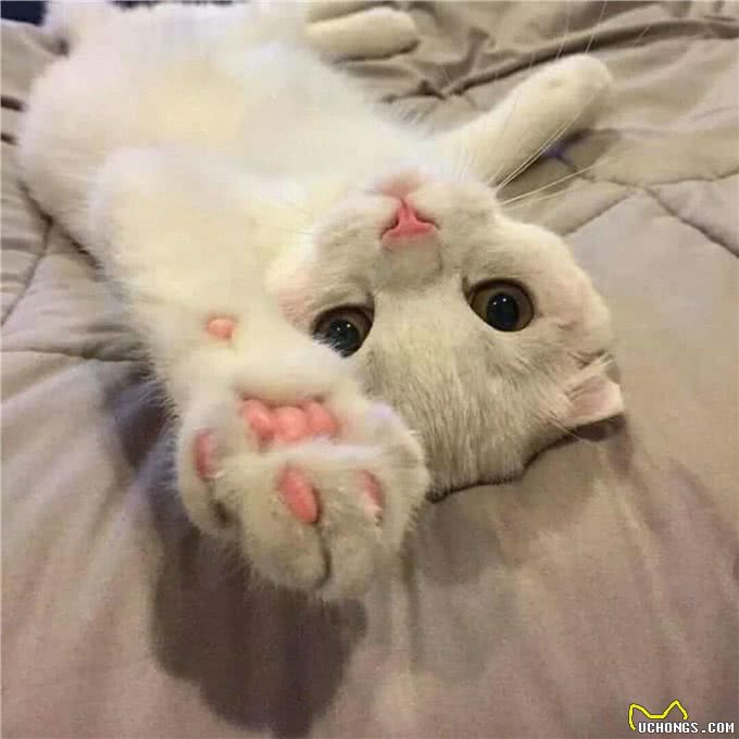 三大猫咪与狗狗疫苗的谣言，多年来踩过的坑，你遇到过几个?