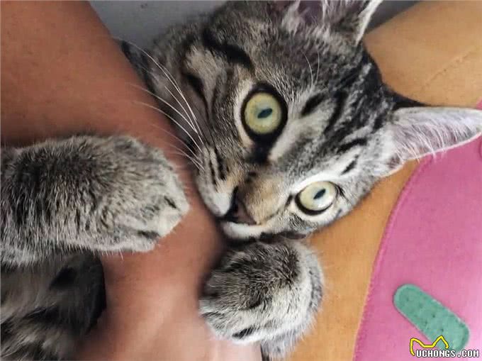 三大猫咪与狗狗疫苗的谣言，多年来踩过的坑，你遇到过几个?