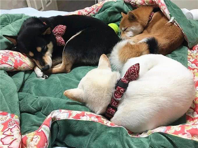 三大猫咪与狗狗疫苗的谣言，多年来踩过的坑，你遇到过几个?