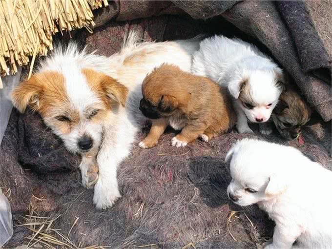 三大猫咪与狗狗疫苗的谣言，多年来踩过的坑，你遇到过几个?