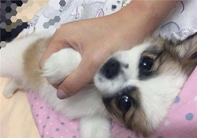 三大猫咪与狗狗疫苗的谣言，多年来踩过的坑，你遇到过几个?