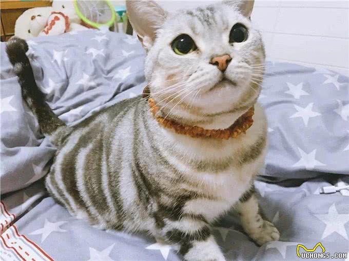 三大猫咪与狗狗疫苗的谣言，多年来踩过的坑，你遇到过几个?
