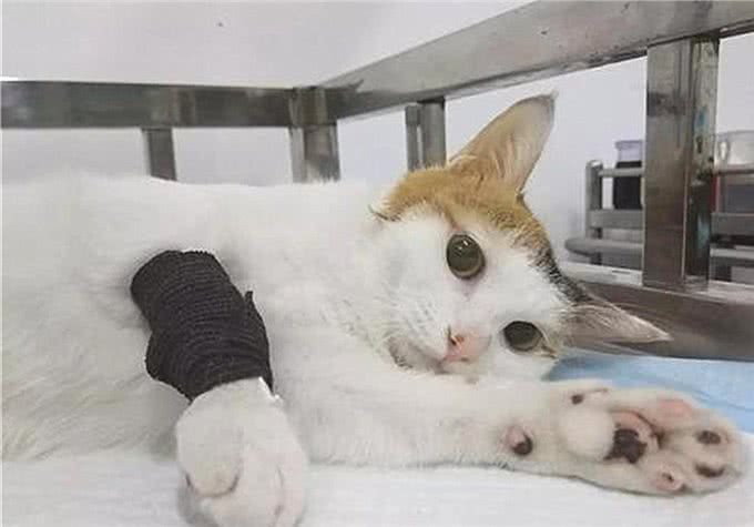 三大猫咪与狗狗疫苗的谣言，多年来踩过的坑，你遇到过几个?