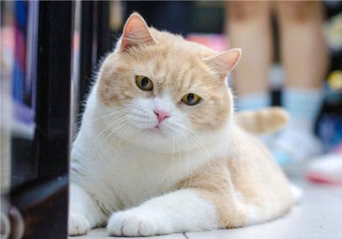 三大猫咪与狗狗疫苗的谣言，多年来踩过的坑，你遇到过几个?