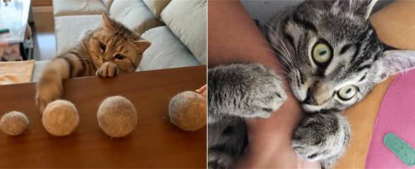 三大猫咪与狗狗疫苗的谣言，多年来踩过的坑，你遇到过几个?
