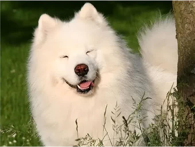 萨摩耶犬的缺点与优点，养之前要考虑清楚