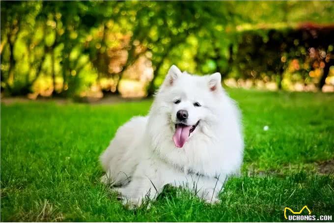 萨摩耶犬的缺点与优点，养之前要考虑清楚