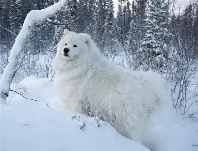 萨摩耶犬的缺点与优点，养之前要考虑清楚