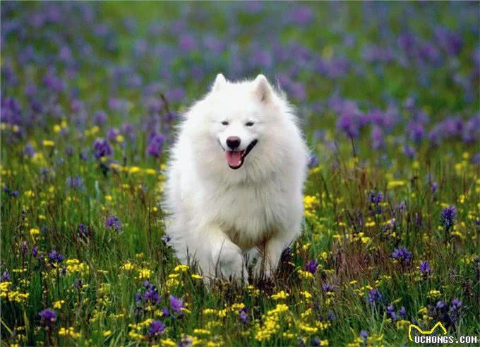 萨摩耶犬的缺点与优点，养之前要考虑清楚
