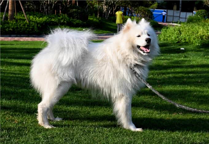 萨摩耶犬的缺点与优点，养之前要考虑清楚