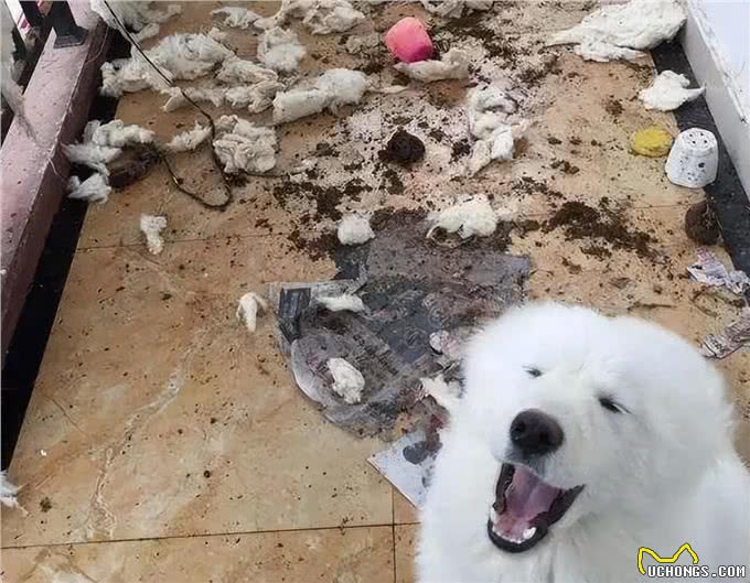 萨摩耶犬的缺点与优点，养之前要考虑清楚