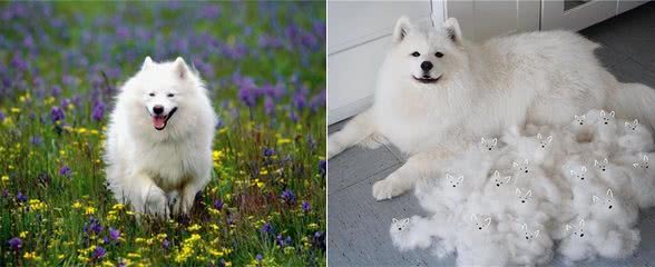 萨摩耶犬的缺点与优点，养之前要考虑清楚