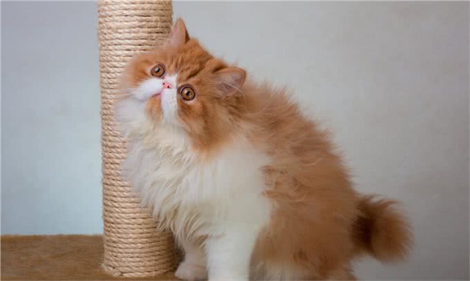 猫咪鉴赏陪伴在我们身边的小精灵—波斯猫