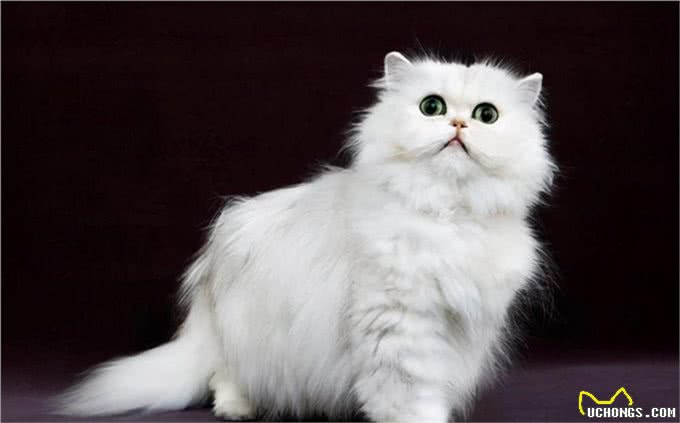 猫咪鉴赏陪伴在我们身边的小精灵—波斯猫