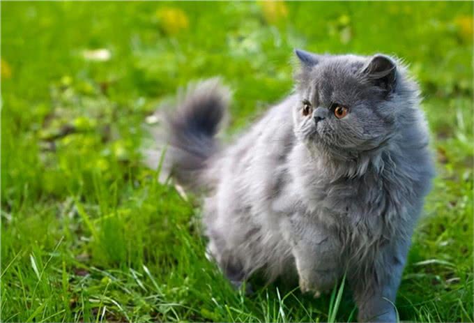 猫咪鉴赏陪伴在我们身边的小精灵—波斯猫