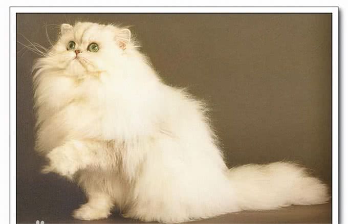 猫咪鉴赏陪伴在我们身边的小精灵—波斯猫