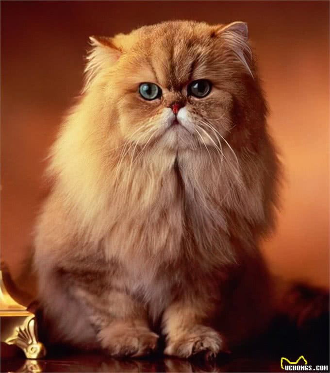 猫咪鉴赏陪伴在我们身边的小精灵—波斯猫