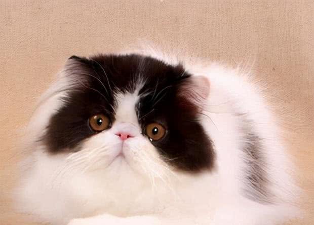 猫咪鉴赏陪伴在我们身边的小精灵—波斯猫