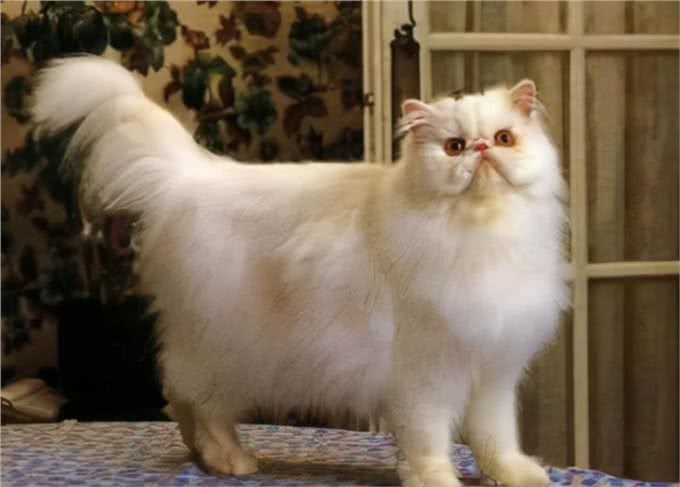 猫咪鉴赏陪伴在我们身边的小精灵—波斯猫