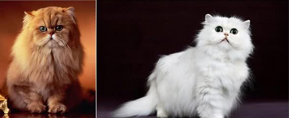 猫咪鉴赏陪伴在我们身边的小精灵—波斯猫