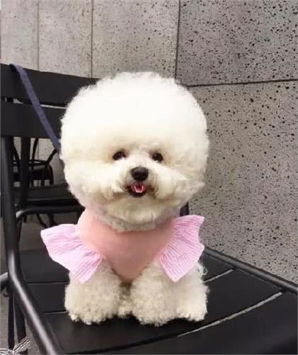 老龄犬心脏肥大丨日常吃这些对心脏好!