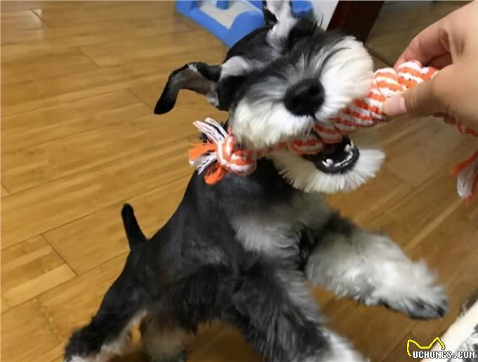不知道什么狗好养的话?可以看这里