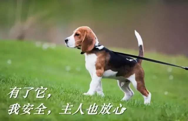 一条牵引带引发的10大后果，家有萌宠的狗爸狗妈们可千万要注意