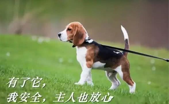 一条牵引带引发的10大后果，家有萌宠的狗爸狗妈们可千万要注意