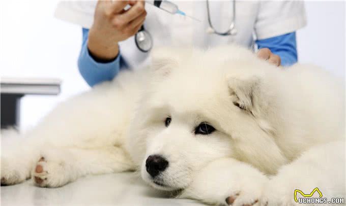 给狗狗接种疫苗能预防哪些疾病?