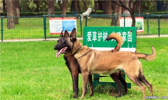 比利时牧羊犬四个类型中唯一短毛:一个久负盛名的古老品种