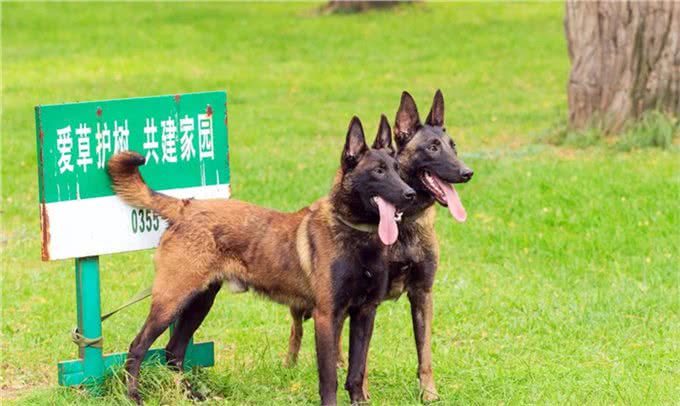 比利时牧羊犬四个类型中唯一短毛:一个久负盛名的古老品种
