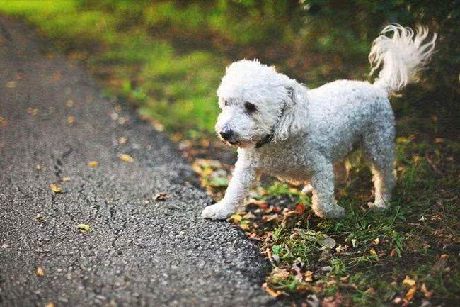 贵宾犬不掉毛吗?贵宾犬为什么会掉毛，这些原因主人们要注意