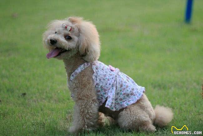 贵宾犬不掉毛吗?贵宾犬为什么会掉毛，这些原因主人们要注意