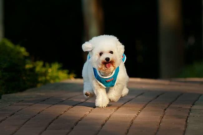 贵宾犬不掉毛吗?贵宾犬为什么会掉毛，这些原因主人们要注意