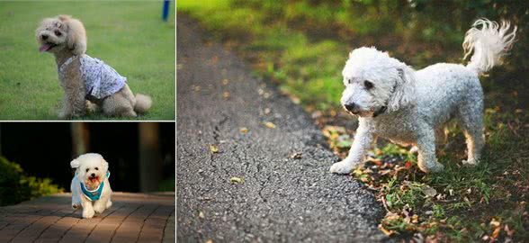 贵宾犬不掉毛吗?贵宾犬为什么会掉毛，这些原因主人们要注意