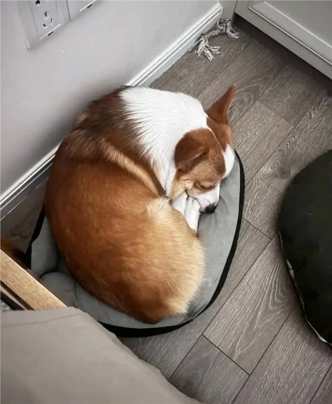 狗狗的地盘之争