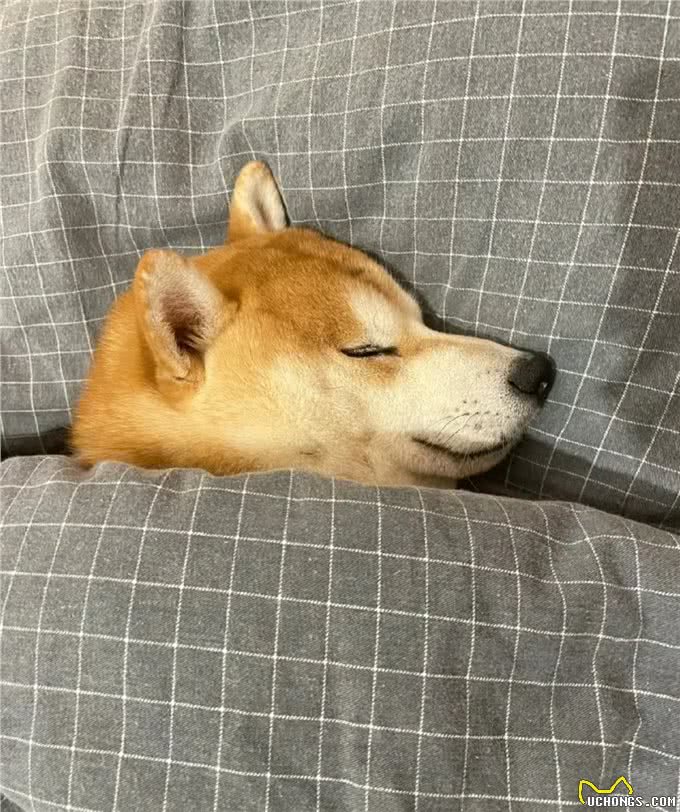 狗狗的地盘之争