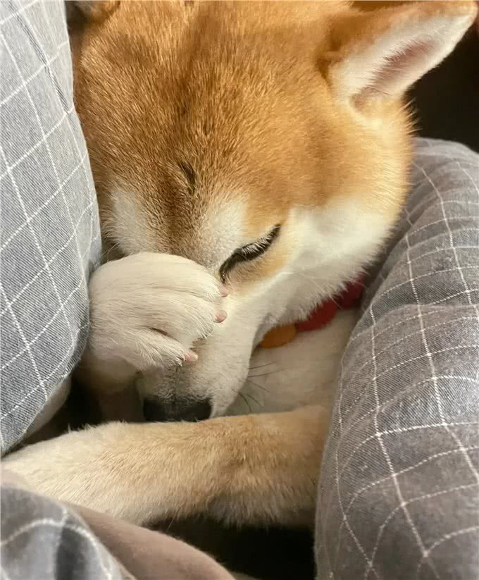 狗狗的地盘之争