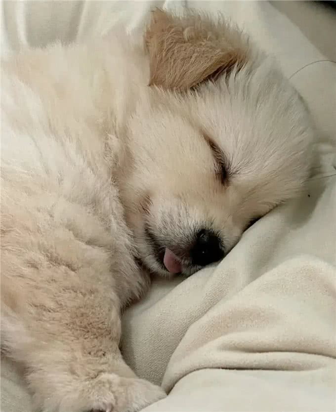 狗狗的地盘之争